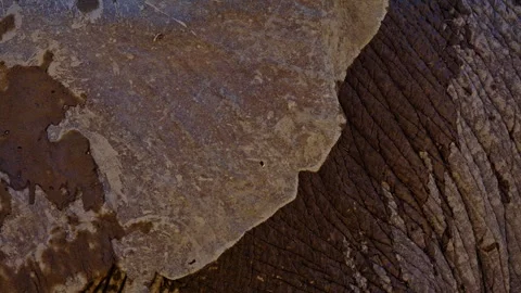 Elephants in Botswana Stock Footage 272606330