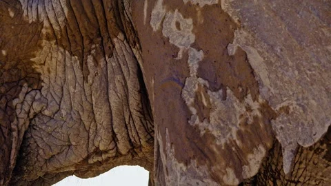 Elephants in Botswana Stock Footage 272608433