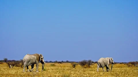 Elephants in Botswana Stock Footage 272613875