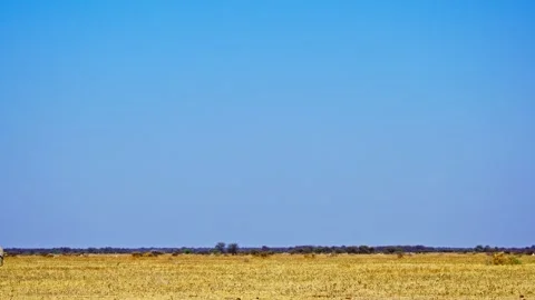 Elephants in Botswana Stock Footage 272617380