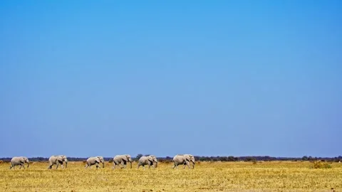 Elephants in Botswana Stock Footage 272622226