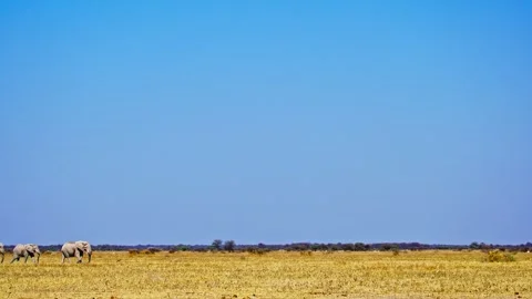 Elephants in Botswana Stock Footage 272635246