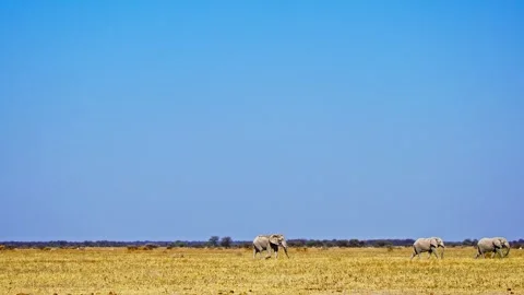 Elephants in Botswana Stock Footage 272662603