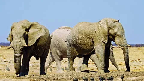 Elephants in Botswana 스톡 동영상 272693341