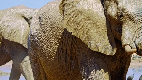 Elephants in Botswana Stock Footage 272697239