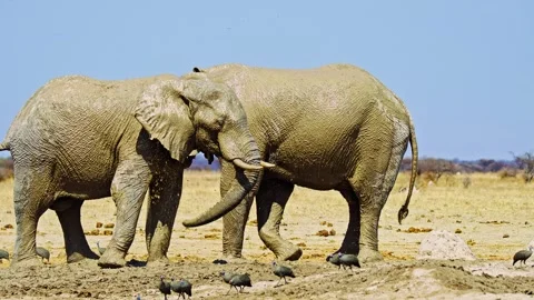 Elephants in Botswana Stock Footage 272699873