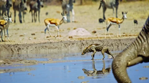 Elephants in Botswana Video stock 272700462
