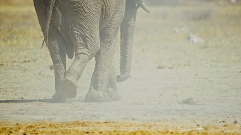 Elephants in Botswana Stock Footage 272702692