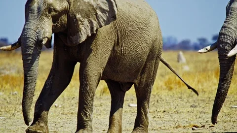 Elephants in Botswana Видео 272705459