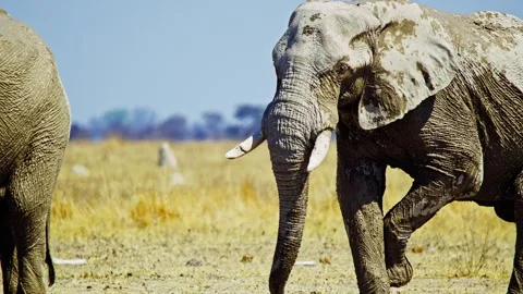 Elephants in Botswana Video stock 272705964