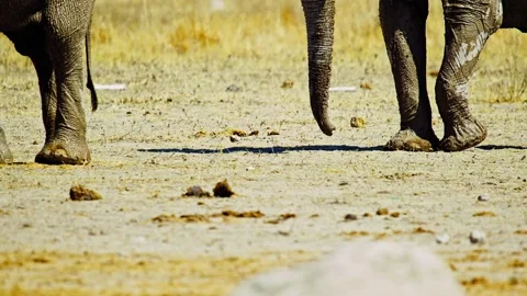 Elephants in Botswana Stock Footage 272708706