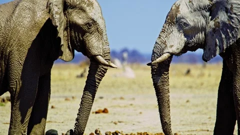 Elephants in Botswana Video stock 272710047