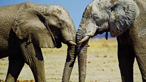 Elephants in Botswana Video stock 272711027