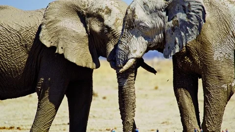 Elephants in Botswana Видео 272712248