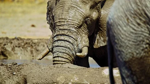 Elephants in Botswana Video stock 272721306