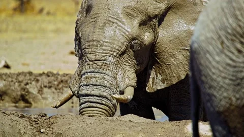 Elephants in Botswana Stock Footage 272722906