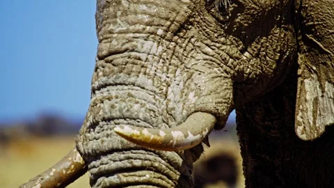 Elephants in Botswana Stock-Footage 272723265