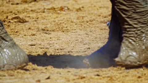 Elephants in Botswana Stock Footage 272725838