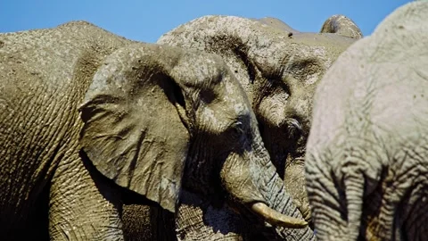 Elephants in Botswana Stock Footage 272727951