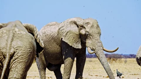 Elephants in Botswana Stock-Footage 272728162