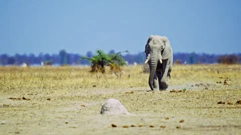 Elephants in Botswana 스톡 동영상 272732723