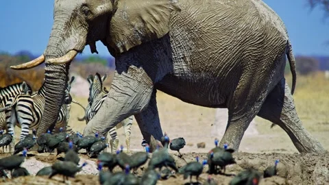 Elephants in Botswana Видео 272748970