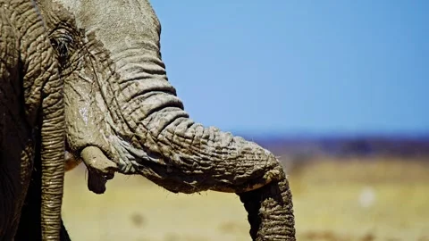 Elephants in Botswana Stock Footage 272750699