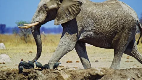 Elephants in Botswana Stock Footage 272751526