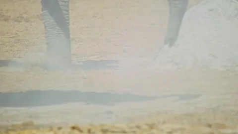 Elephants in Botswana Stock Footage 272751951