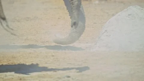 Elephants in Botswana Stock Footage 272752554