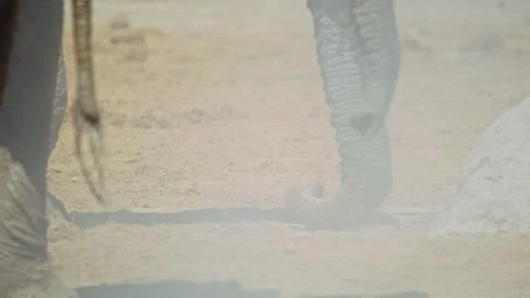 Elephants in Botswana Stock Footage 272753112