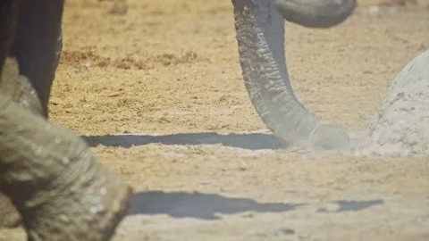 Elephants in Botswana Видео 272753323