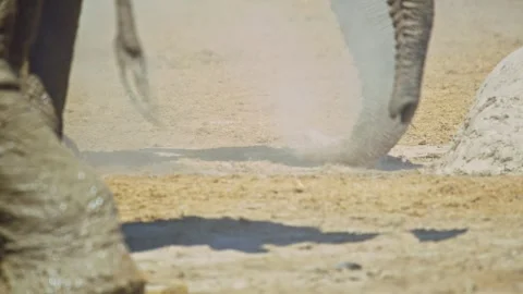 Elephants in Botswana Stock Footage 272753712