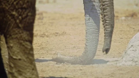 Elephants in Botswana Video stock 272754173