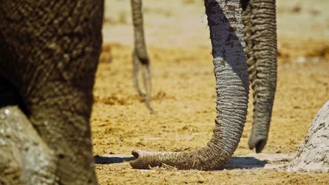 Elephants in Botswana Stock-Footage 272754425