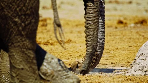 Elephants in Botswana Stock Footage 272755002