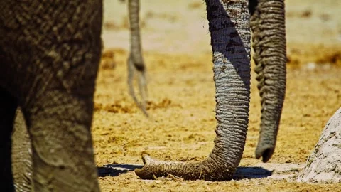 Elephants in Botswana Stock Footage 272755233