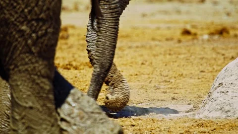 Elephants in Botswana Stock Footage 272756337