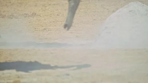 Elephants in Botswana Stock Footage 272763064