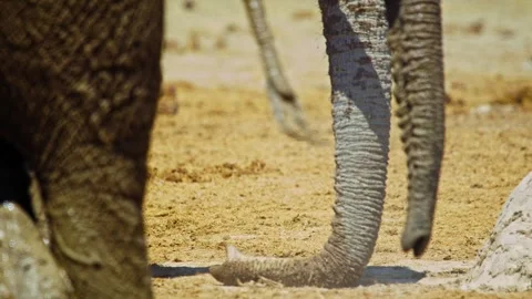 Elephants in Botswana Stock Footage 272763360