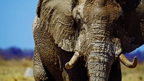 Elephants in Botswana Video stock 272763497