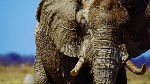 Elephants in Botswana Stock Footage 272764173