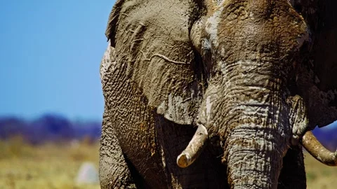 Elephants in Botswana Stock Footage 272764390