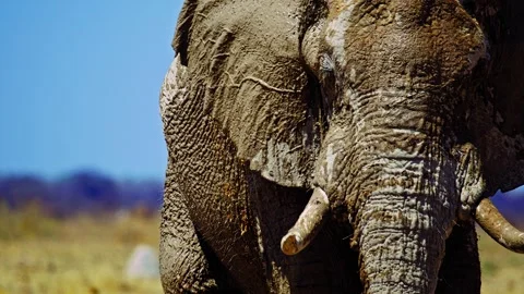Elephants in Botswana Stock Footage 272765103