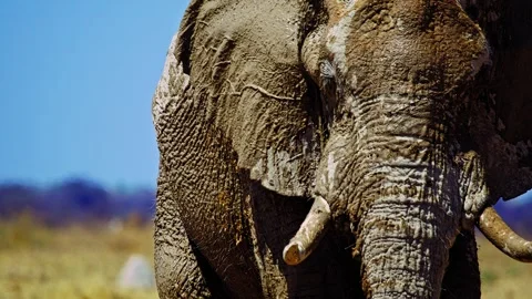 Elephants in Botswana Stock Footage 272765476