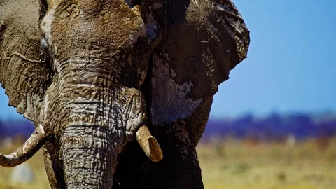 Elephants in Botswana Stock Footage 272766913