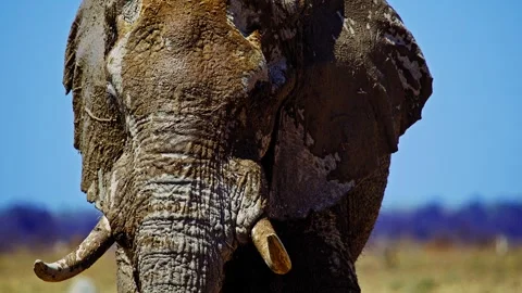 Elephants in Botswana Stock Footage 272768212