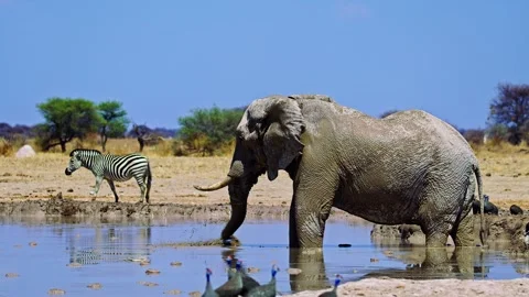 Elephants in Botswana Stock Footage 272770526