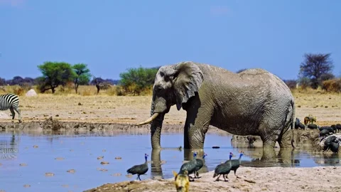 Elephants in Botswana Video stock 272771373