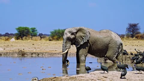 Elephants in Botswana Stock Footage 272772118